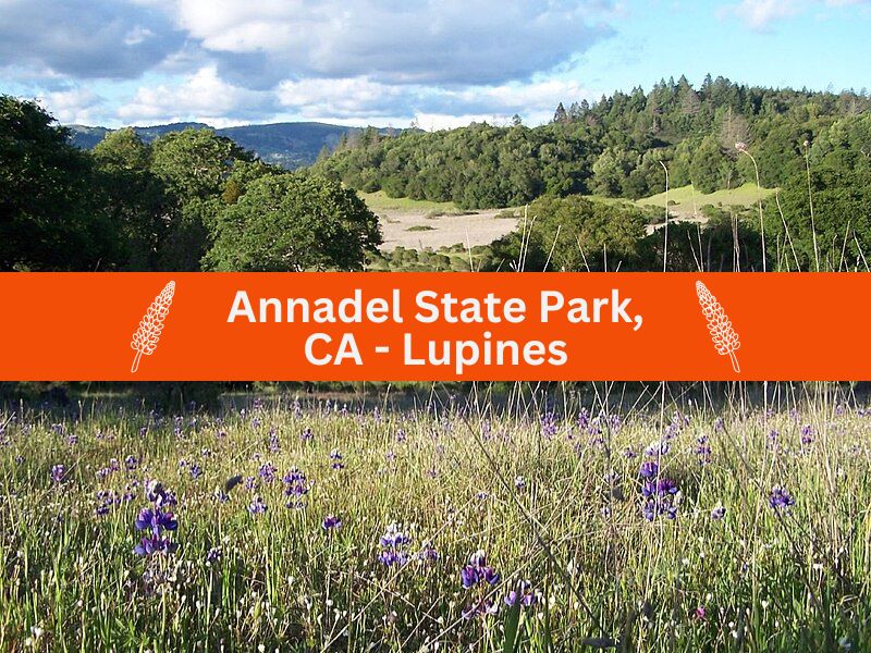 Annadel State Park, CA - Lupines