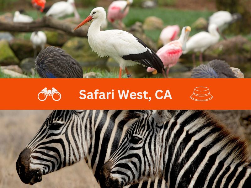Safari West, CA
